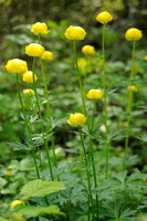 Europese Trollius; Trollius europaeus; Globe-flower;