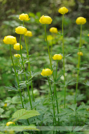 Europese Trollius; Trollius europaeus; Globe-flower;