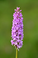 Dichte muggenorchis; Marsh Fragrant-orchid; Gymnadenia densiflor