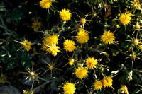 Zomercentaurie; Yellow Star-thistle; Centaurea solstitialis