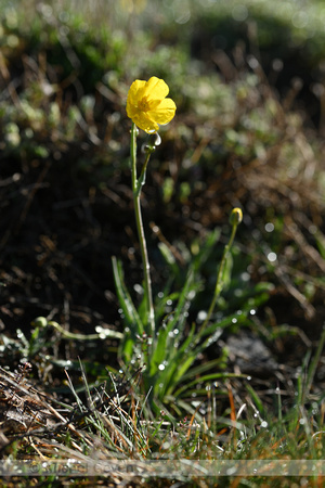 Ranunculus gramineus