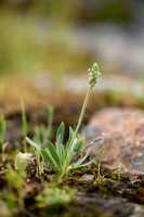 Silky Plantain; Plantago bellardii