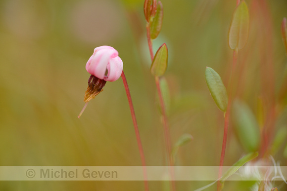 Kleine Veenbes; Small Cranberry; Vaccinium oxycoccus