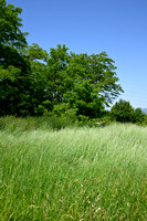 Veldkweek; Elymus campestris; subsp. campestris