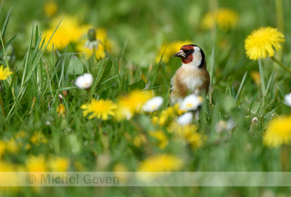 Putter; European Goldfinch; Carduelis carduelis