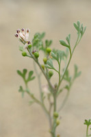 Kleine Duivenkervel - Fine-leaved Fumitory - Fumaria parviflora