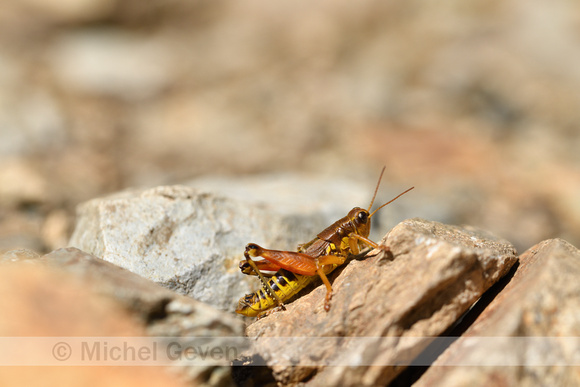 Gewone bergsprinkhaan; Common Mountain Grasshopper; Podisma pede