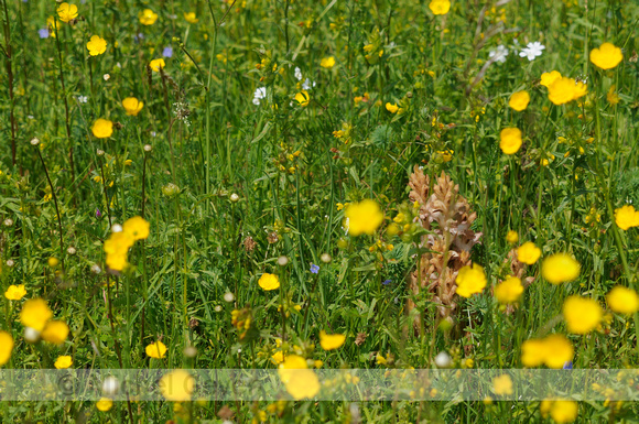 Walstrobremraap; Clove-scented Broomrape