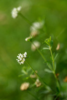 Badassi; Dorycnium pentaphyllum