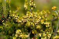 Bezemdophei; Broom Heath; Erica scoparia