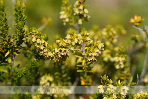 Bezemdophei; Broom Heath; Erica scoparia