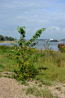 Ontariopopulier;Balsam Poplar;Populus balsamifera