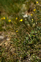 Potentilla nivea