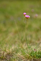 Engels gras - Thrift - Armeria maritima subsp. halleri