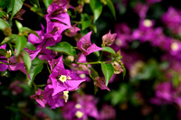 Paperflower; Bougainvillea glabra