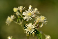 Bosrank; Traveller's Joy; Clematis vitalba