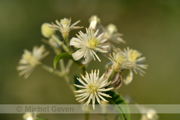 Bosrank; Traveller's Joy; Clematis vitalba