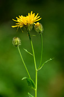 Crepis pyrenaica