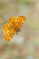 Vlinders - Butterflies