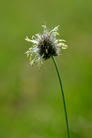 Boreal alopecurus; Alopecurus alpinus