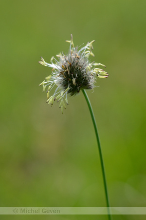 Boreal alopecurus; Alopecurus alpinus