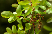 Terpentijnboom - Turpentine tree - Pistacia terebinthus