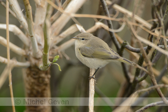 Siberische Tjiftjaf; Siberian Chiffchaff; Phylloscopus tristis