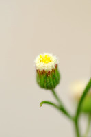 Gevlamde Fijnstraal; Argentine Fleabane; Conyza bonariensis;