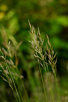 Bromus pannonicus