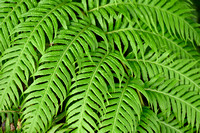 Woodwardia radicans