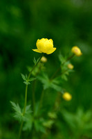 Europese Trollius; Globeflower; Trollius europaeus