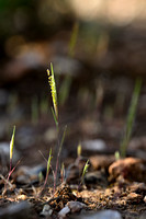 Airopsis tenella