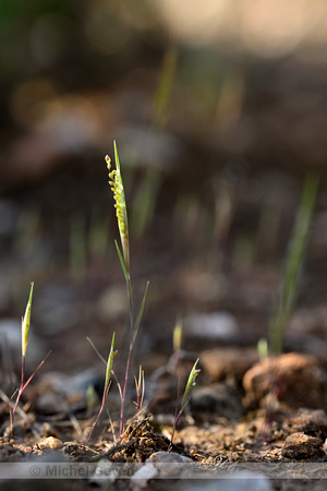 Airopsis tenella