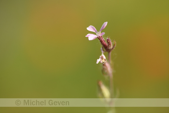 Franse silene; Small-flowered catchfly; Silene Gallica