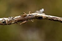 Mediterrane bramensprinkhaan; Pholidoptera femorata