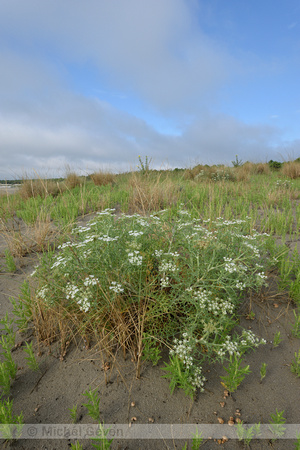 Echinophora; Echinophora spinosa