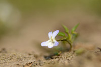 Heidemelkviooltje - Fen Violet - Viola persifolia subsp. lactaeoides