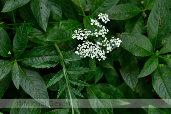 Grote Bevernel; Greater Burnet-saxifrage; Pimpinella major