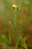 Smal Streepzaad; Narrow-leaved Hawk's-beard; Crepis tectorum