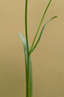 Smal Streepzaad; Narrow-leaved Hawk's-beard; Crepis tectorum