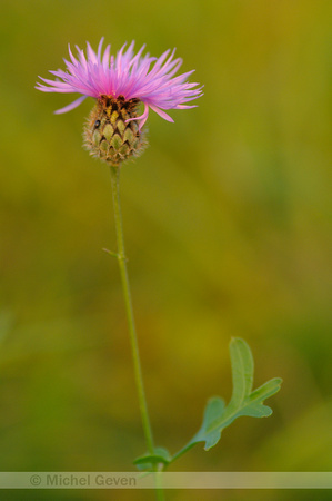 Grote Centraurie; Greater knapweed; Centaurea scabiosa