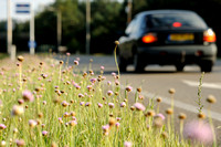 Engels Gras; Thrift; Armeria maritima;