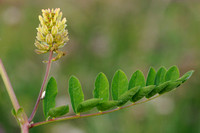 Wild Liquorice; Hokjespeul; Astragalus glycyphyllos