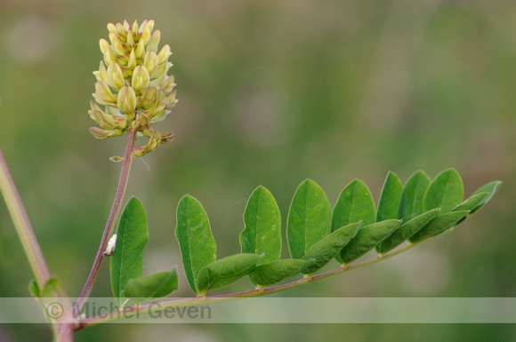 Wild Liquorice; Hokjespeul; Astragalus glycyphyllos