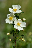 Duinroos; Burnet rose; Rosa pimpinellifolia