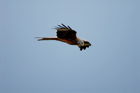 Rode Wouw - Red Kite - Milvus milvus