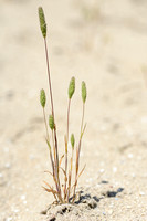 Zanddoddegras; Sand Cat's-tail; Phleum arenarium