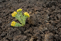 Rhodiola rosea - Roseroot