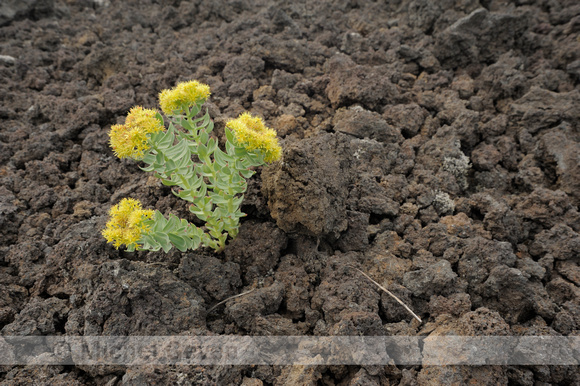 Rhodiola rosea; Roseroot