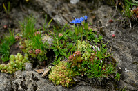 Blaasgentiaan - Gentiana utriculosa